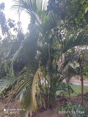Dypsis lutescens