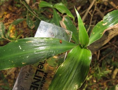 Coleotrype natalensis