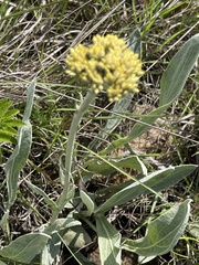 Helichrysum acutatum