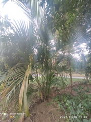 Dypsis lutescens