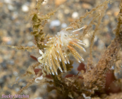 Gestippelde knotsslak, Highland, UK, photo 4 of 10