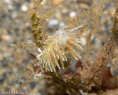 Rubramoena amoena