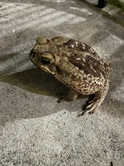 Rhinella diptycha