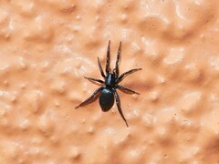 Hypodrassodes maoricus