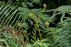 Blechnum capense