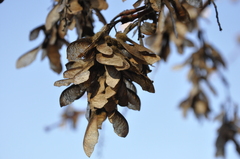 Acer macrophyllum
