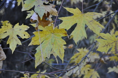 Acer macrophyllum