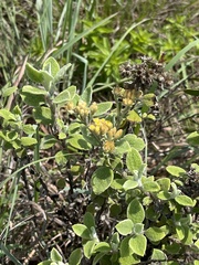 Helichrysum lepidissimum