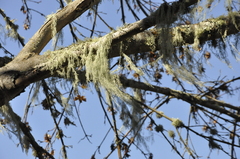 Acer macrophyllum