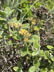 Helichrysum lepidissimum