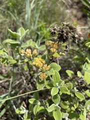 Helichrysum lepidissimum