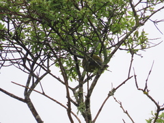 Anthornis melanura melanura