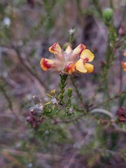 Dillwynia brunioides