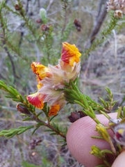 Dillwynia brunioides