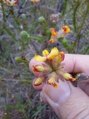 Dillwynia brunioides