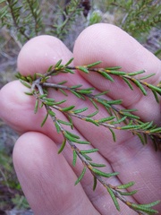 Dillwynia brunioides