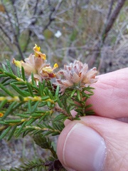 Dillwynia brunioides