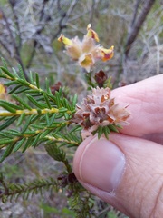 Dillwynia brunioides