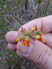 Dillwynia brunioides