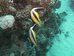 Heniochus intermedius