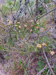Dillwynia brunioides