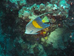 Pomacanthus maculosus