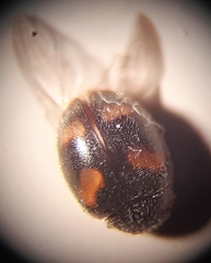 Nephus quadrimaculatus