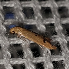 Tachystola hemisema