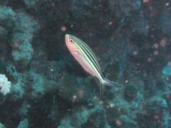 Caesio striata