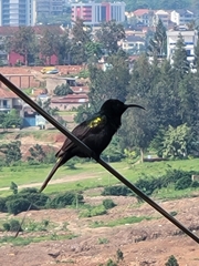 Nectarinia kilimensis