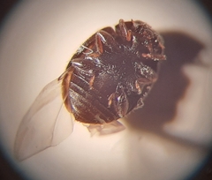 Nephus quadrimaculatus