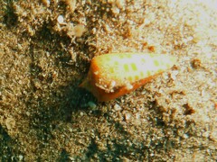 Conus tessulatus