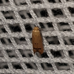Tachystola hemisema