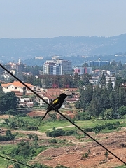 Nectarinia kilimensis