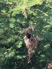 Nectarinia kilimensis