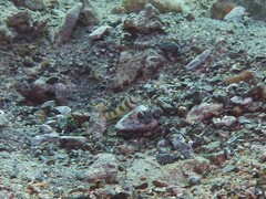 Amblyeleotris steinitzi