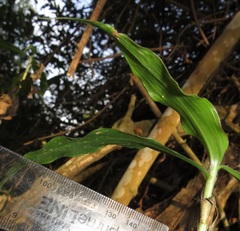 Coleotrype natalensis