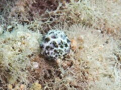 Tenguella marginalba