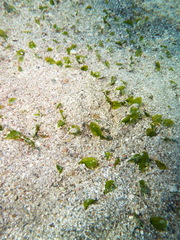 Halophila