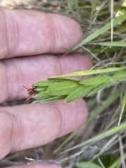 Acalypha depressinerva