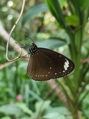 Euploea tulliolus