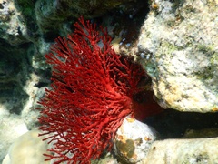 Melithaea ochracea
