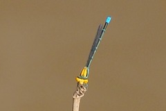 Pseudagrion aureofrons