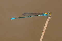 Pseudagrion aureofrons