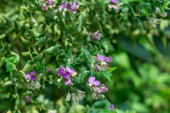 Polygala fruticosa