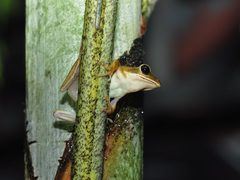 Litoria quadrilineata