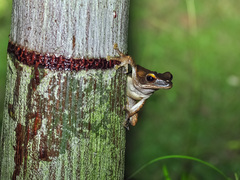 Litoria quadrilineata