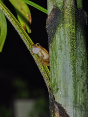 Litoria quadrilineata