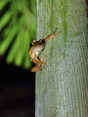 Litoria quadrilineata