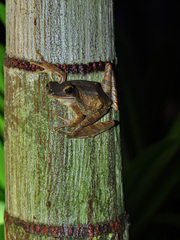 Litoria quadrilineata